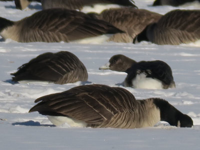 Juv. Greater White-fronted Goose?