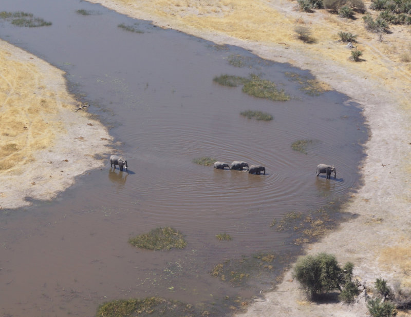 Elephants from above