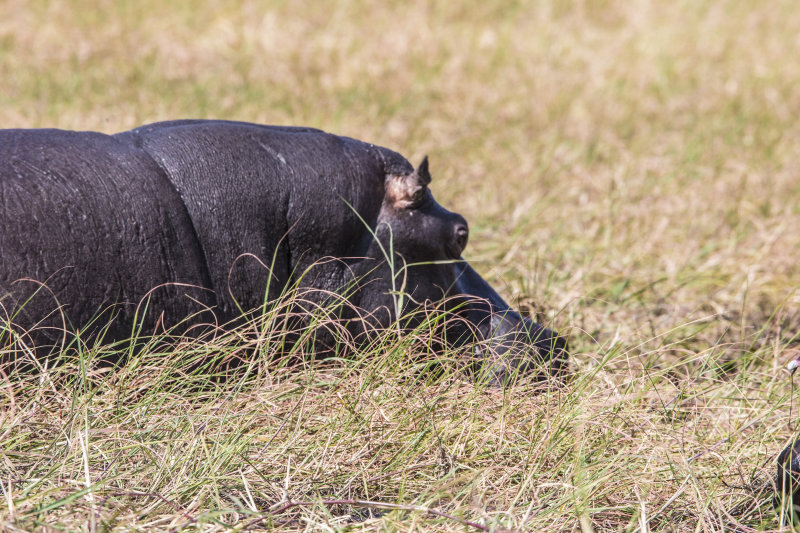 Hippo on land