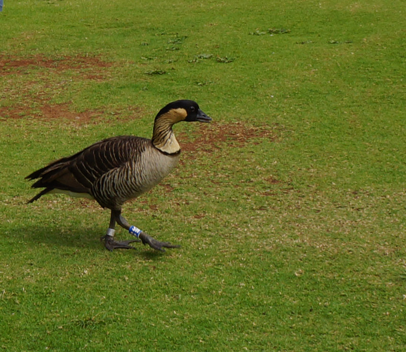 Hawaii geese