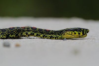 Red spotted pit viper