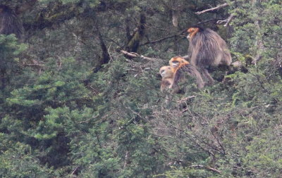 Golden Monkey family