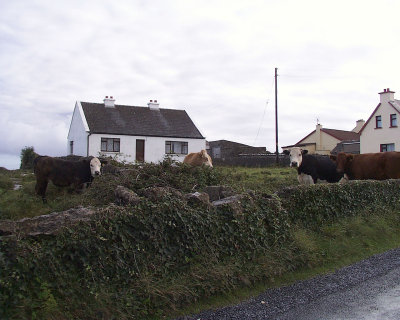 Kilmurnvey cows