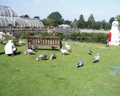 Kew ducks