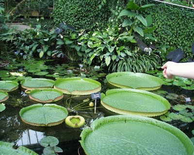 Kew waterlily.