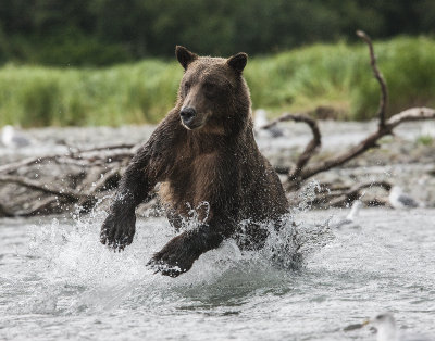 Alaskan Brown Bears and Salmon-a McDonald Photo Safari-2013