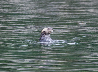 Sea Otter