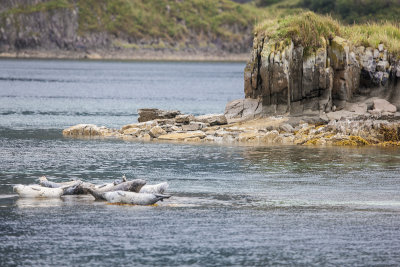 Harbor seals