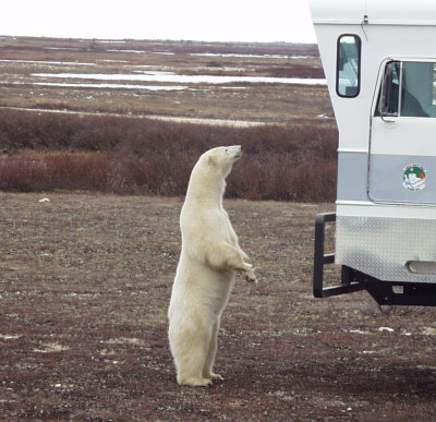 Polar Bears at Churchill,Canada-2001