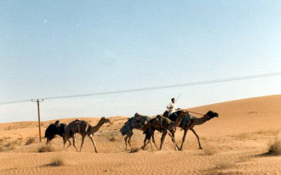 Camels