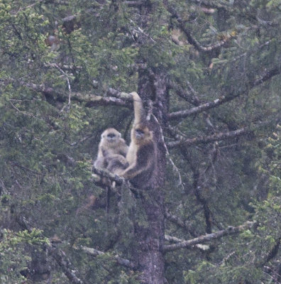 Golden Monkey family