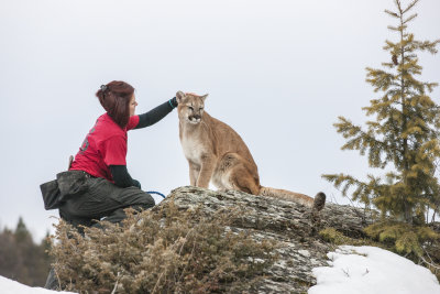 Cougar with Handler