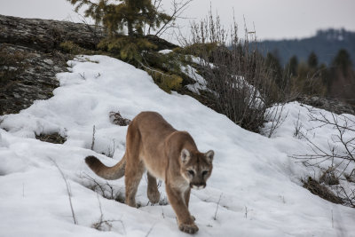 Cougar stalks