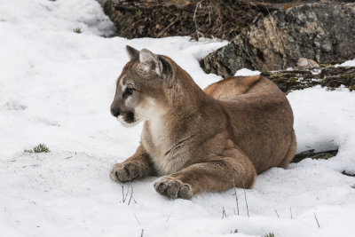Cougar sits