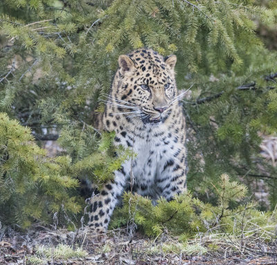 Azure Leopard