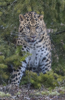 Azure Leopard
