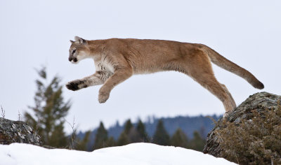 Cougar jumps