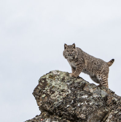 Bobcat watches