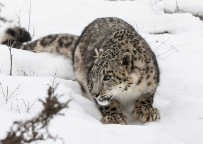 Snow Leopard watches
