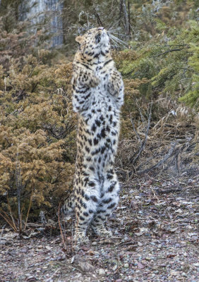Azure Leopard leaps