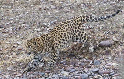 Azure Leopard stalks