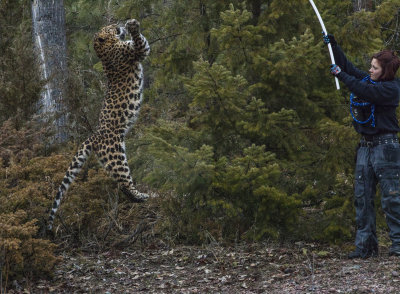 Azure Leopard leaps