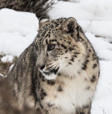 Snow Leopard watches