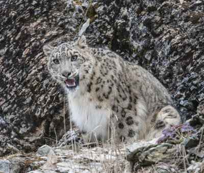 Snow Leopard watches