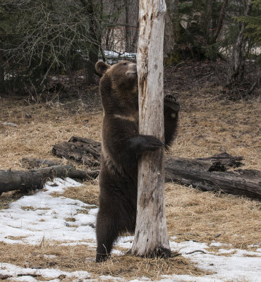 Grizzly embraces tree