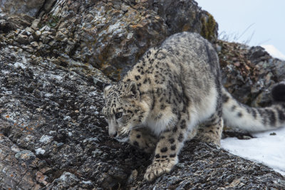 Snow Leopard