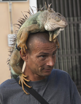 Guy with Iguana SUEs great photo