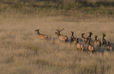 Elk on the move