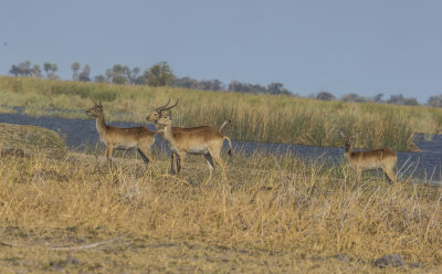 Impalas