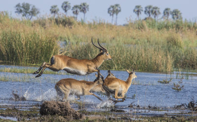 Impalas