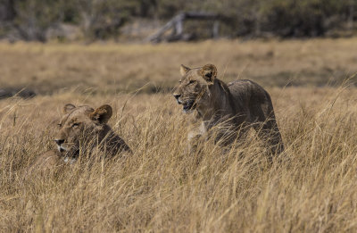 Lionesses