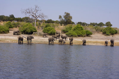 Elephants and river