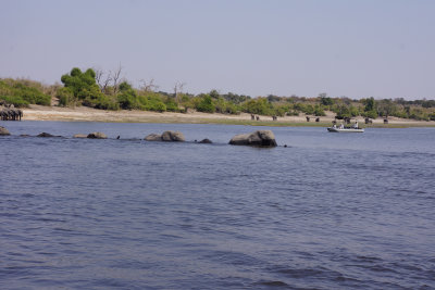 Elephants and river