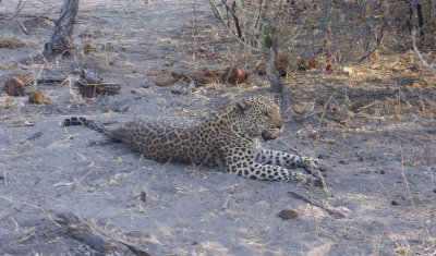Leopard