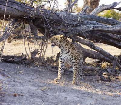 Leopard