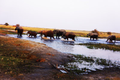 Elephants and river