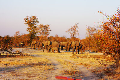 Elephants