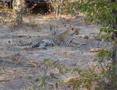 Leopard