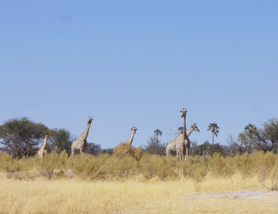 Giraffes