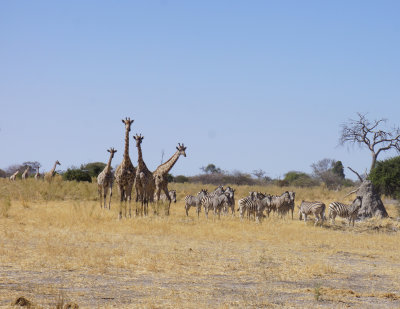 Giraffes