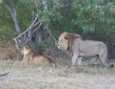 Lion Pair