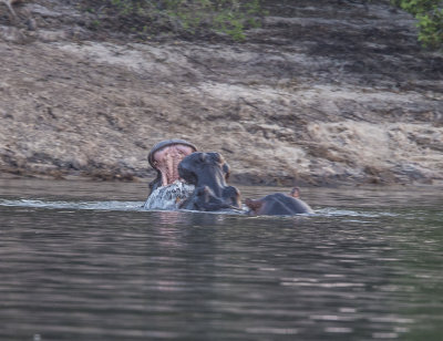 Two hippos