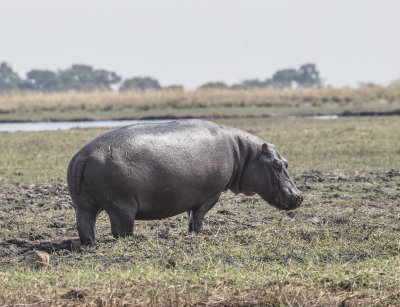 Hippo on land