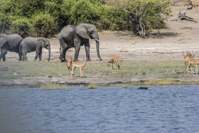 elephants