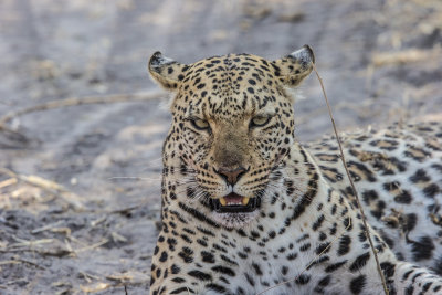 Leopard
