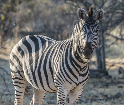 Zebra